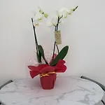 Apartman Casa Milly *