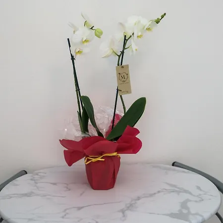 Apartment Casa Milly *